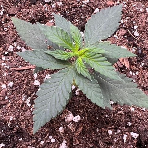 Fire Flame Fuego (FX3) FSTS X SOLFIRE GARDENS DISCORD CUP growlog timeline photo