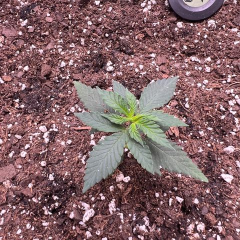 Fire Flame Fuego (FX3) FSTS X SOLFIRE GARDENS DISCORD CUP growlog timeline photo