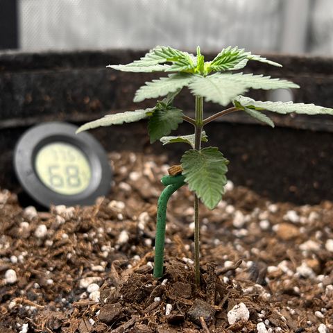 Fire Flame Fuego (FX3) FSTS X SOLFIRE GARDENS DISCORD CUP growlog timeline photo