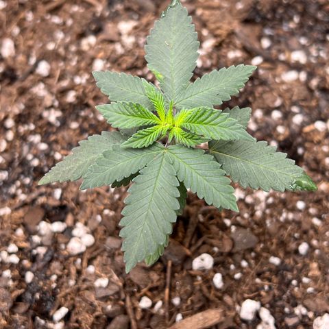 Fire Flame Fuego (FX3) FSTS X SOLFIRE GARDENS DISCORD CUP growlog timeline photo