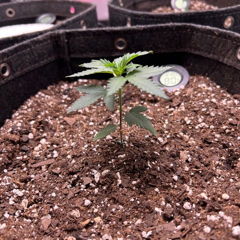 Fire Flame Fuego (FX3) FSTS X SOLFIRE GARDENS DISCORD CUP growlog timeline photo