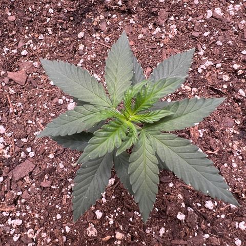 Fire Flame Fuego (FX3) FSTS X SOLFIRE GARDENS DISCORD CUP growlog timeline photo
