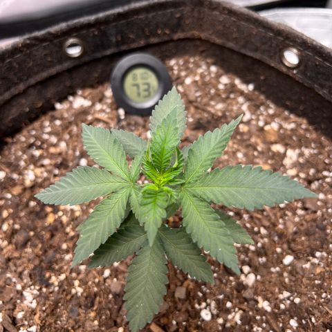 Fire Flame Fuego (FX3) FSTS X SOLFIRE GARDENS DISCORD CUP growlog timeline photo