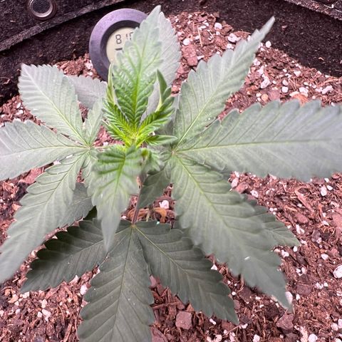Fire Flame Fuego (FX3) FSTS X SOLFIRE GARDENS DISCORD CUP growlog timeline photo