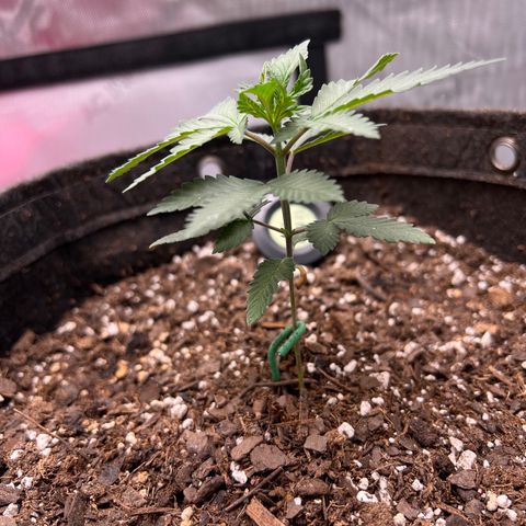 Fire Flame Fuego (FX3) FSTS X SOLFIRE GARDENS DISCORD CUP growlog timeline photo
