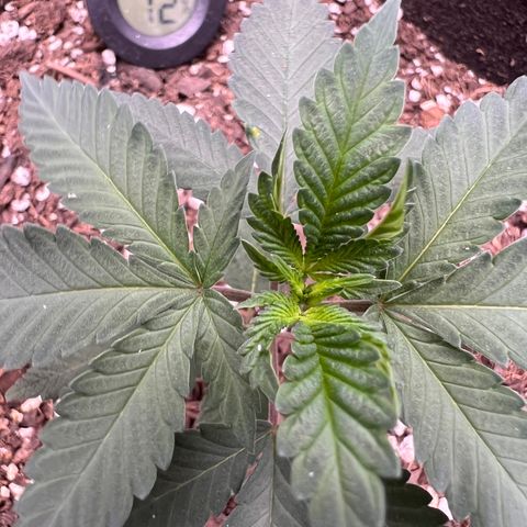 Fire Flame Fuego (FX3) FSTS X SOLFIRE GARDENS DISCORD CUP growlog timeline photo