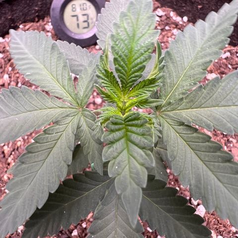 Fire Flame Fuego (FX3) FSTS X SOLFIRE GARDENS DISCORD CUP growlog timeline photo