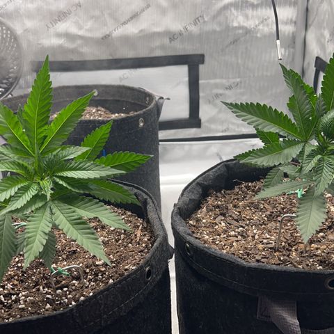 Fire Flame Fuego (FX3) FSTS X SOLFIRE GARDENS DISCORD CUP growlog timeline photo