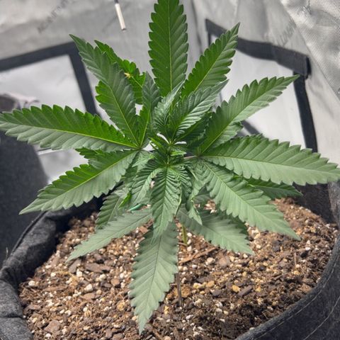 Fire Flame Fuego (FX3) FSTS X SOLFIRE GARDENS DISCORD CUP growlog timeline photo
