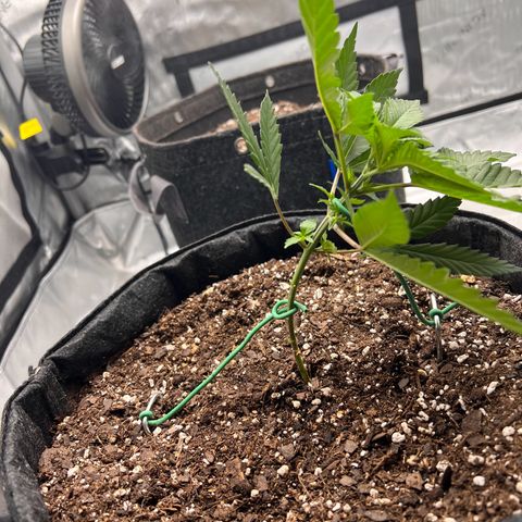 Fire Flame Fuego (FX3) FSTS X SOLFIRE GARDENS DISCORD CUP growlog timeline photo