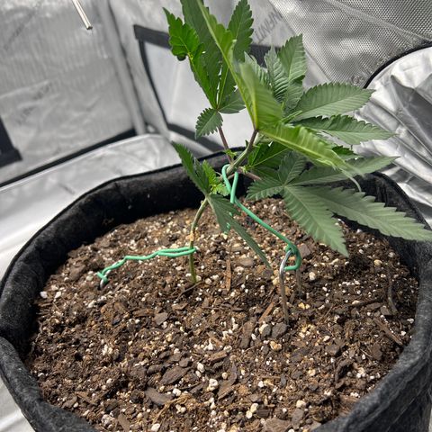 Fire Flame Fuego (FX3) FSTS X SOLFIRE GARDENS DISCORD CUP growlog timeline photo