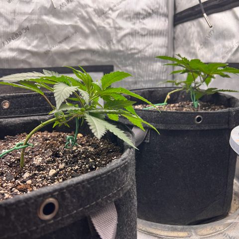 Fire Flame Fuego (FX3) FSTS X SOLFIRE GARDENS DISCORD CUP growlog timeline photo