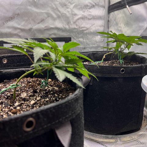 Fire Flame Fuego (FX3) FSTS X SOLFIRE GARDENS DISCORD CUP growlog timeline photo
