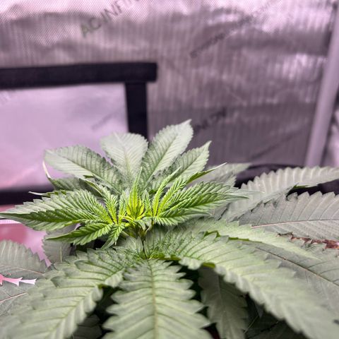 Fire Flame Fuego (FX3) FSTS X SOLFIRE GARDENS DISCORD CUP growlog timeline photo