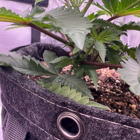 Fire Flame Fuego (FX3) FSTS X SOLFIRE GARDENS DISCORD CUP growlog timeline photo
