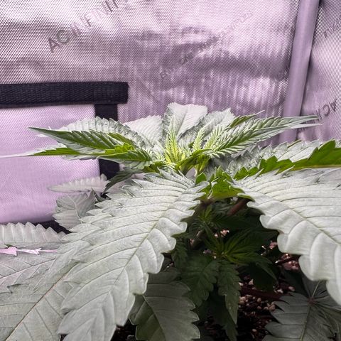 Fire Flame Fuego (FX3) FSTS X SOLFIRE GARDENS DISCORD CUP growlog timeline photo