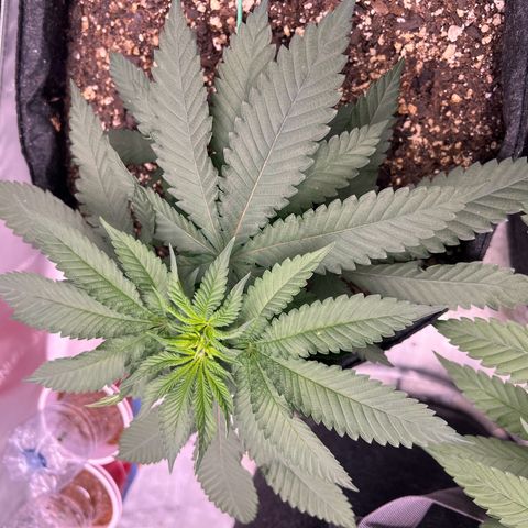 Fire Flame Fuego (FX3) FSTS X SOLFIRE GARDENS DISCORD CUP growlog timeline photo