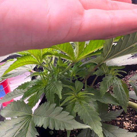 Fire Flame Fuego (FX3) FSTS X SOLFIRE GARDENS DISCORD CUP growlog timeline photo
