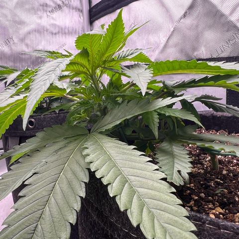 Fire Flame Fuego (FX3) FSTS X SOLFIRE GARDENS DISCORD CUP growlog timeline photo