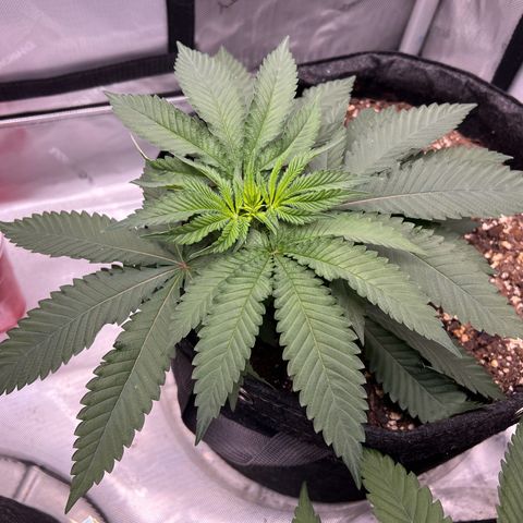 Fire Flame Fuego (FX3) FSTS X SOLFIRE GARDENS DISCORD CUP growlog timeline photo