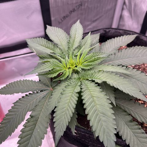 Fire Flame Fuego (FX3) FSTS X SOLFIRE GARDENS DISCORD CUP growlog timeline photo