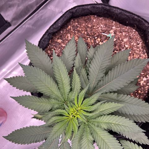 Fire Flame Fuego (FX3) FSTS X SOLFIRE GARDENS DISCORD CUP growlog timeline photo