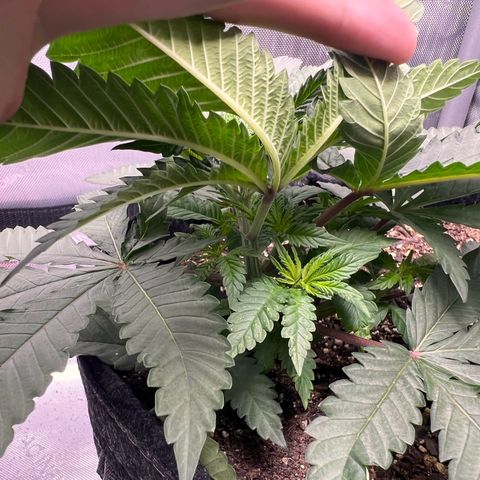 Fire Flame Fuego (FX3) FSTS X SOLFIRE GARDENS DISCORD CUP growlog timeline photo