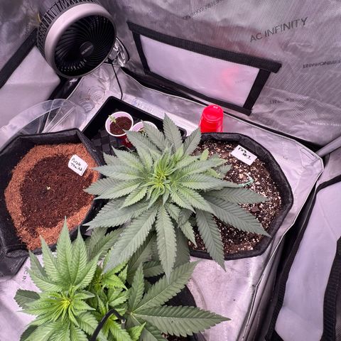 Fire Flame Fuego (FX3) FSTS X SOLFIRE GARDENS DISCORD CUP growlog timeline photo