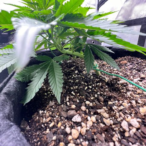 Fire Flame Fuego (FX3) FSTS X SOLFIRE GARDENS DISCORD CUP growlog timeline photo