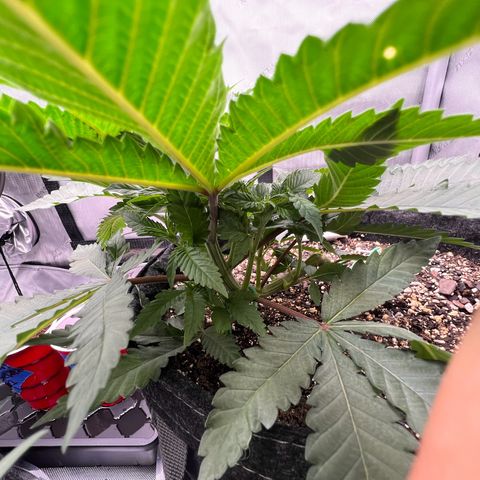 Fire Flame Fuego (FX3) FSTS X SOLFIRE GARDENS DISCORD CUP growlog timeline photo