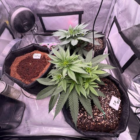 Fire Flame Fuego (FX3) FSTS X SOLFIRE GARDENS DISCORD CUP growlog timeline photo