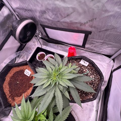 Fire Flame Fuego (FX3) FSTS X SOLFIRE GARDENS DISCORD CUP growlog timeline photo