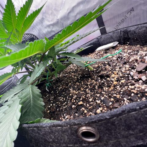 Fire Flame Fuego (FX3) FSTS X SOLFIRE GARDENS DISCORD CUP growlog timeline photo