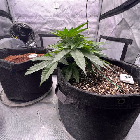 Fire Flame Fuego (FX3) FSTS X SOLFIRE GARDENS DISCORD CUP growlog timeline photo