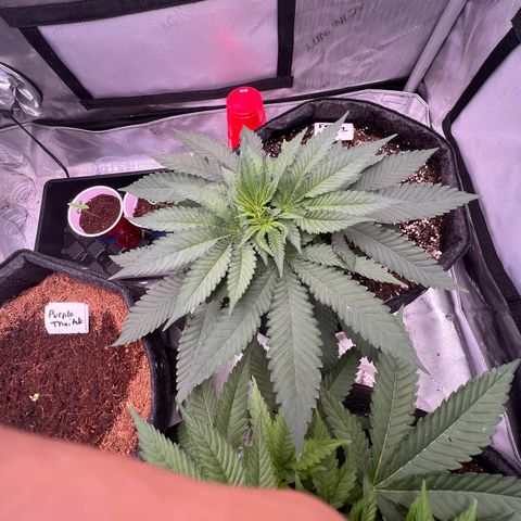 Fire Flame Fuego (FX3) FSTS X SOLFIRE GARDENS DISCORD CUP growlog timeline photo