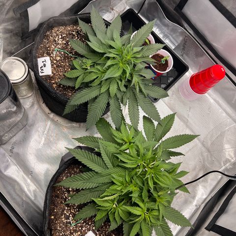 Fire Flame Fuego (FX3) FSTS X SOLFIRE GARDENS DISCORD CUP growlog timeline photo