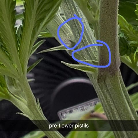 Fire Flame Fuego (FX3) FSTS X SOLFIRE GARDENS DISCORD CUP growlog timeline photo