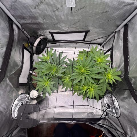 Fire Flame Fuego (FX3) FSTS X SOLFIRE GARDENS DISCORD CUP growlog timeline photo