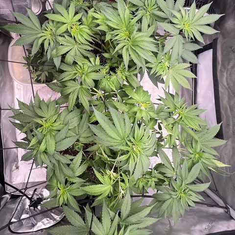 Fire Flame Fuego (FX3) FSTS X SOLFIRE GARDENS DISCORD CUP growlog timeline photo