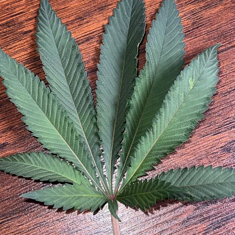 Fire Flame Fuego (FX3) FSTS X SOLFIRE GARDENS DISCORD CUP growlog timeline photo