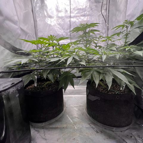 Fire Flame Fuego (FX3) FSTS X SOLFIRE GARDENS DISCORD CUP growlog timeline photo