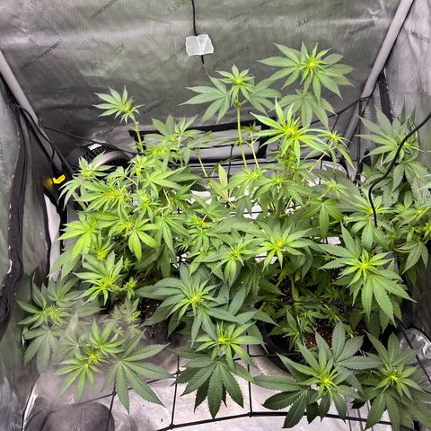 Fire Flame Fuego (FX3) FSTS X SOLFIRE GARDENS DISCORD CUP growlog timeline photo