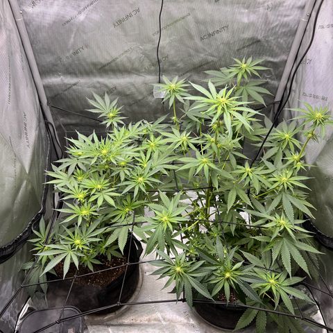 Fire Flame Fuego (FX3) FSTS X SOLFIRE GARDENS DISCORD CUP growlog timeline photo