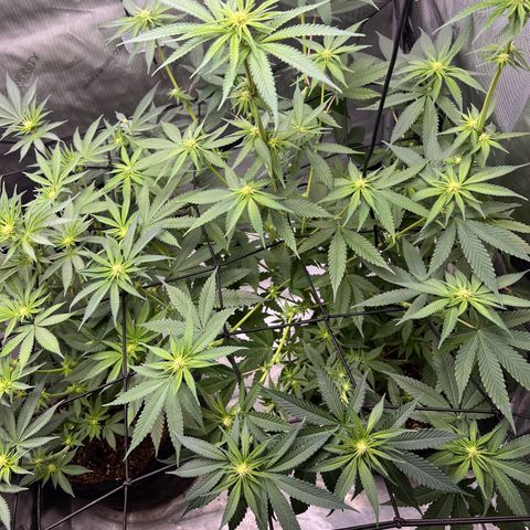 Fire Flame Fuego (FX3) FSTS X SOLFIRE GARDENS DISCORD CUP growlog timeline photo