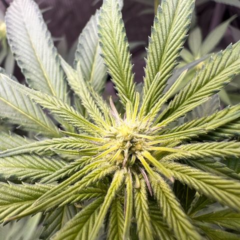 Fire Flame Fuego (FX3) FSTS X SOLFIRE GARDENS DISCORD CUP growlog timeline photo