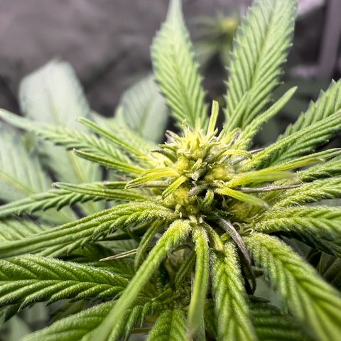 Fire Flame Fuego (FX3) FSTS X SOLFIRE GARDENS DISCORD CUP growlog timeline photo