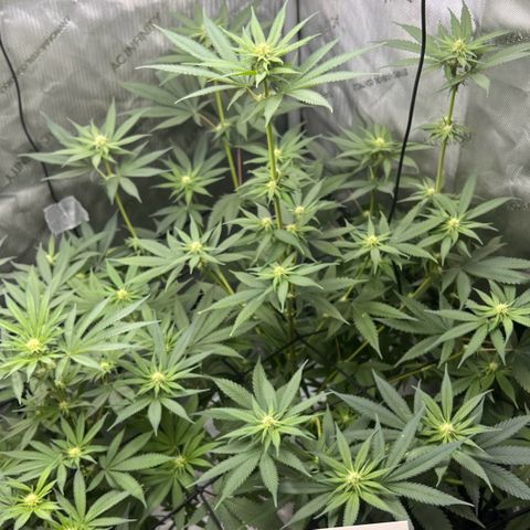 Fire Flame Fuego (FX3) FSTS X SOLFIRE GARDENS DISCORD CUP growlog timeline photo