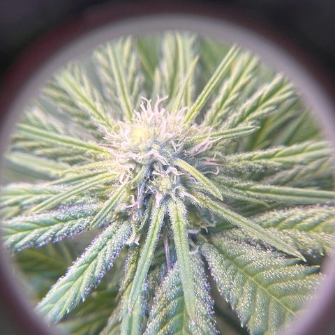 Fire Flame Fuego (FX3) FSTS X SOLFIRE GARDENS DISCORD CUP growlog timeline photo