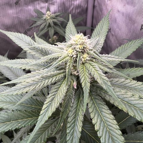 Fire Flame Fuego (FX3) FSTS X SOLFIRE GARDENS DISCORD CUP growlog timeline photo