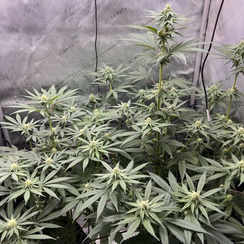 Fire Flame Fuego (FX3) FSTS X SOLFIRE GARDENS DISCORD CUP growlog timeline photo